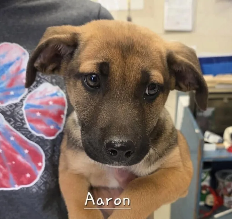 Babe Aaron