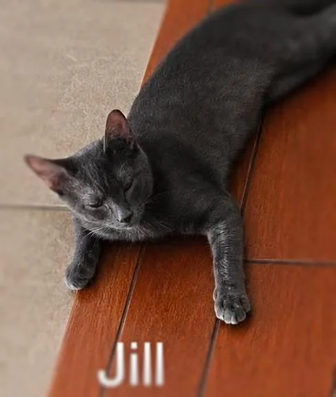 A baby medium-sized female Gray / Blue / Silver Domestic Short Hair cat named Jill for adoption in Ocean Springs, MS