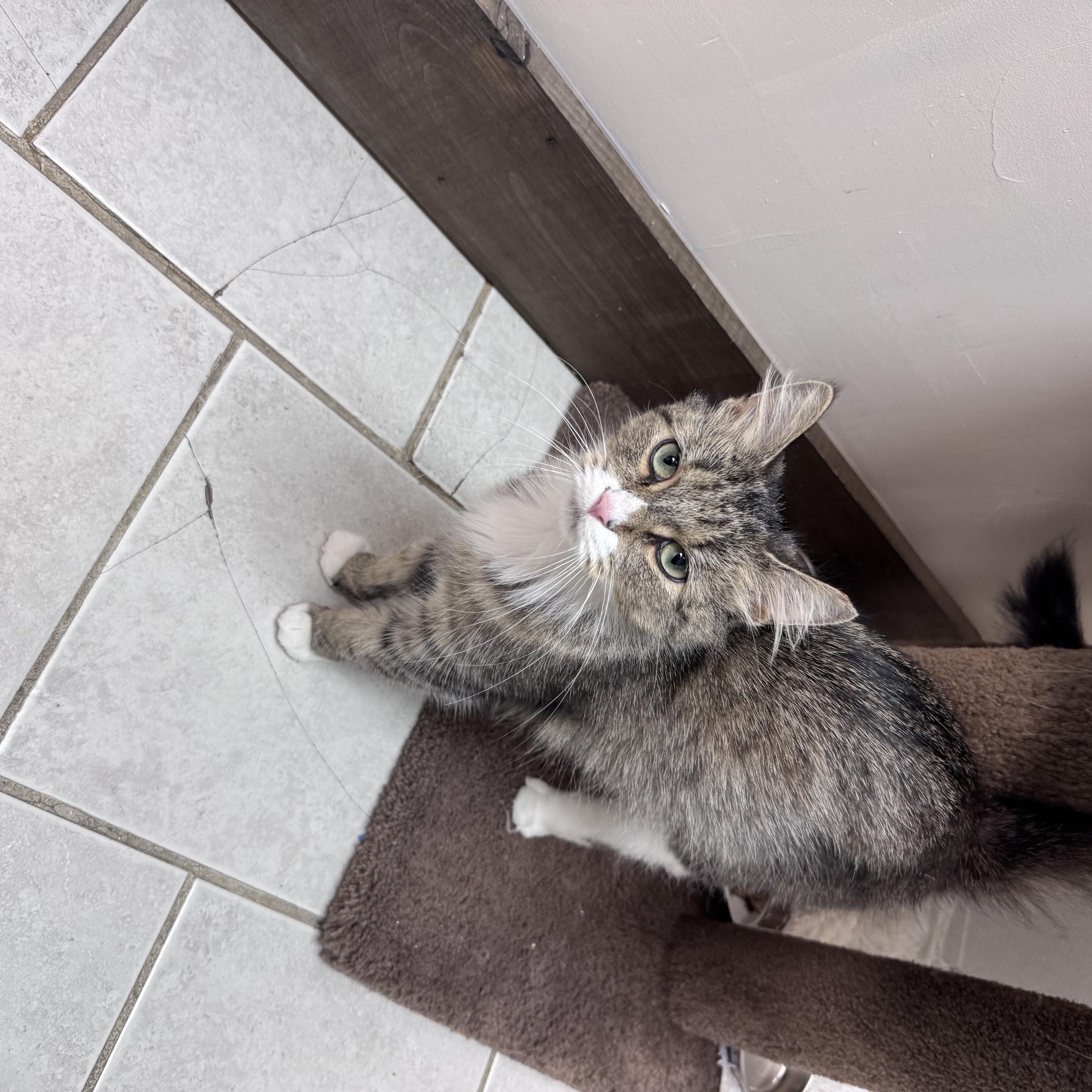 A young medium-sized female Tabby (Gray / Blue / Silver) Tabby cat named Bonnie for adoption in Medford, MA