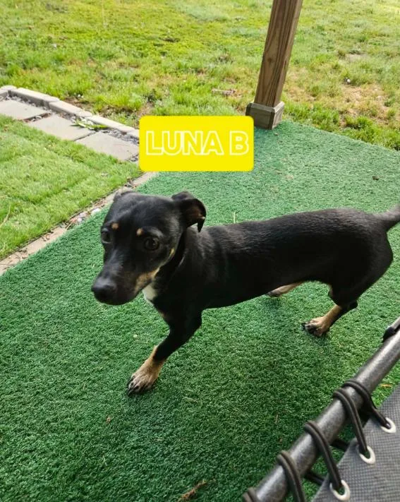 A young small-sized female Dachshund dog named Luna B In La for adoption in Cranston, RI