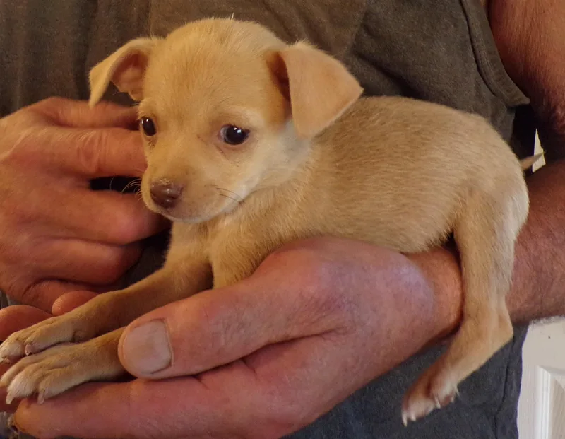 A baby small-sized male Chihuahua dog named Cupid for adoption in Corona, CA