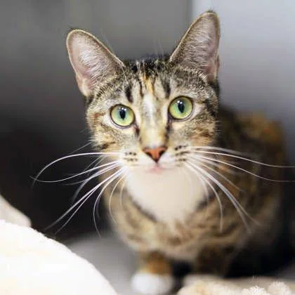 An adult small-sized female Buff / Tan / Fawn Domestic Short Hair cat named Betsy Abby for adoption in Atlanta, GA