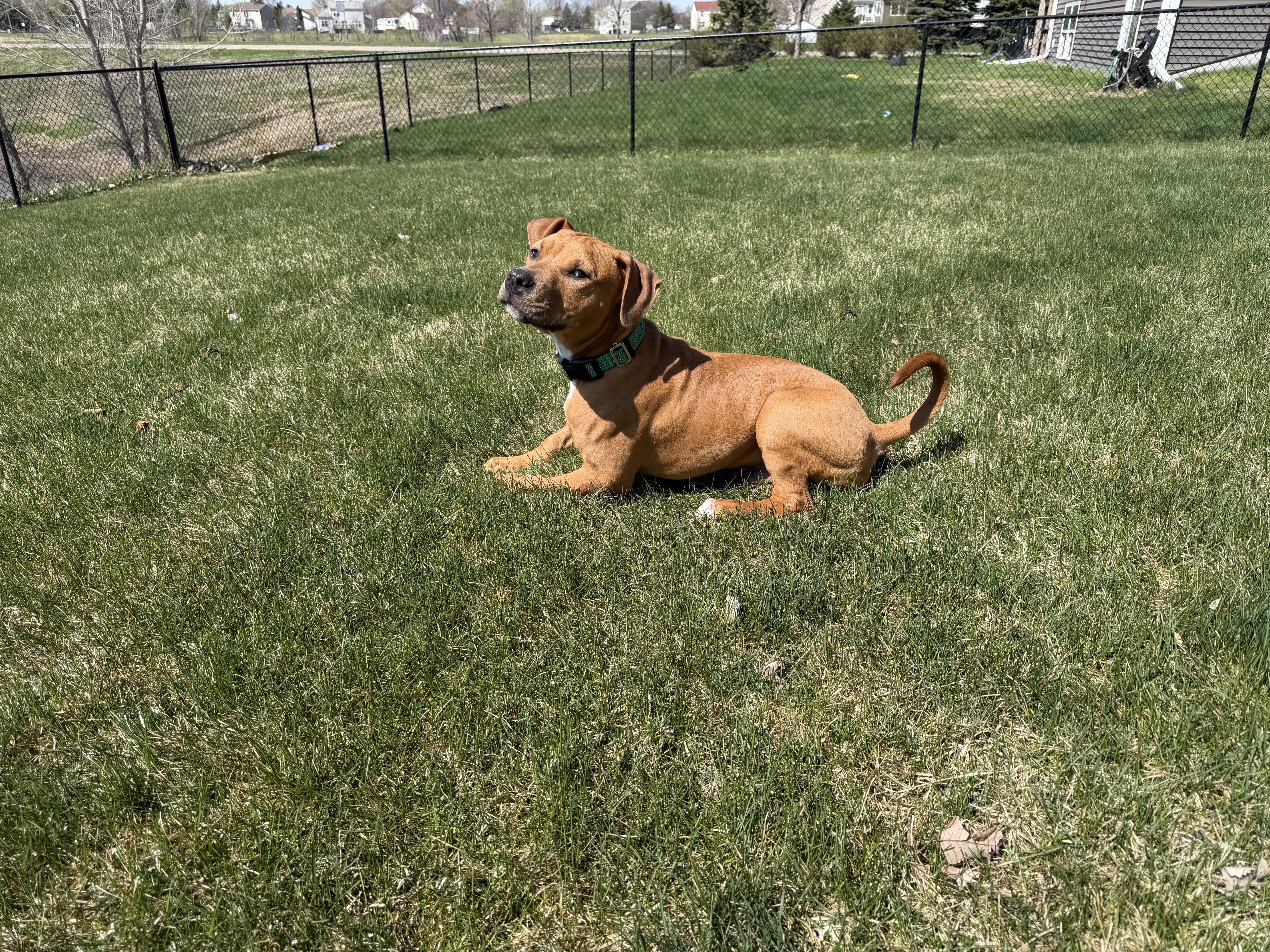 Rambo
