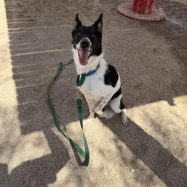 A young medium-sized male Border Collie dog named Rocket for adoption in Thousand Palms, CA
