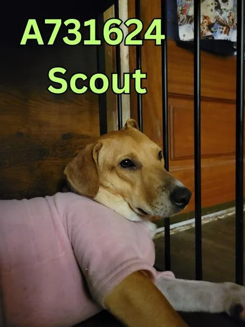 An adult medium-sized female Hound dog named Scout for adoption in San Antonio, TX