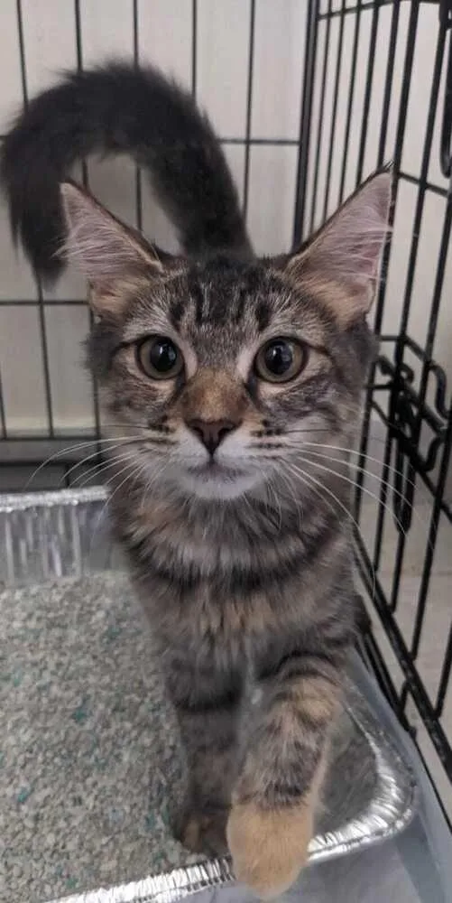 A baby small-sized female Gray / Blue / Silver Domestic Long Hair cat named Linda for adoption in Naranjito, PR