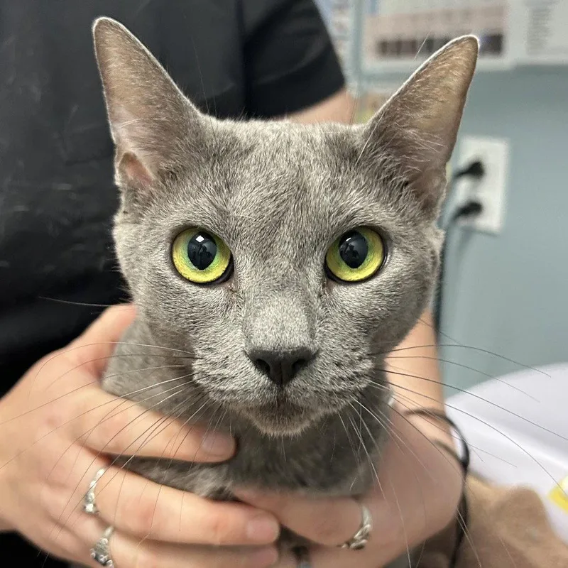 An adult medium-sized female Domestic Short Hair cat named Bubba for adoption in New Castle, DE