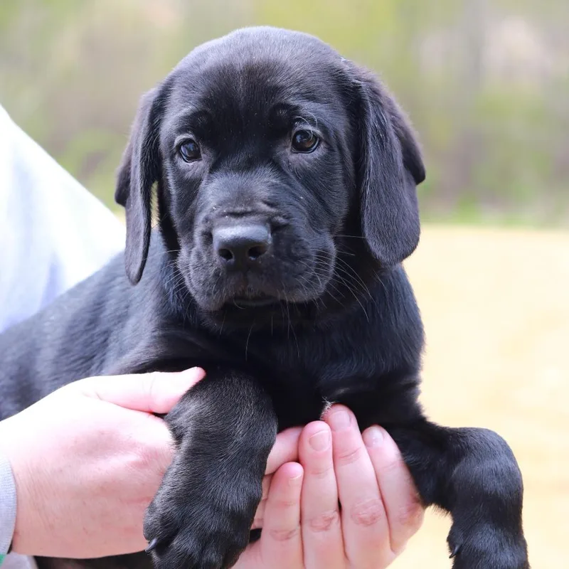 A baby large-sized female Black Labrador Retriever dog named Ct Dolly for adoption in Stormville, NY
