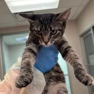 A baby small-sized female Domestic Short Hair cat named Claudia for adoption in Murray, UT