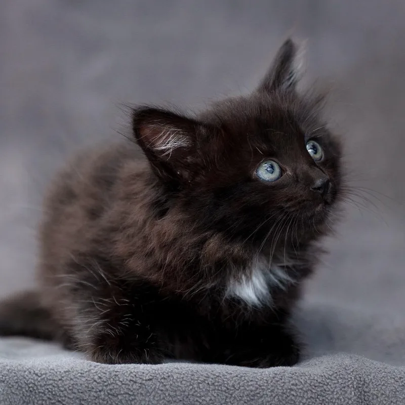A baby small-sized female Black Domestic Medium Hair cat named Bissell for adoption in Sunnyvale, CA