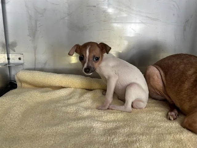 A baby small-sized female Chihuahua dog named A for adoption in Naples, FL