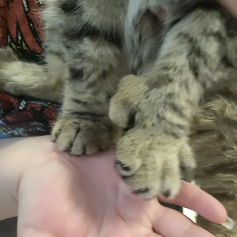 Carter  Double Polydactyl thumbnail 2