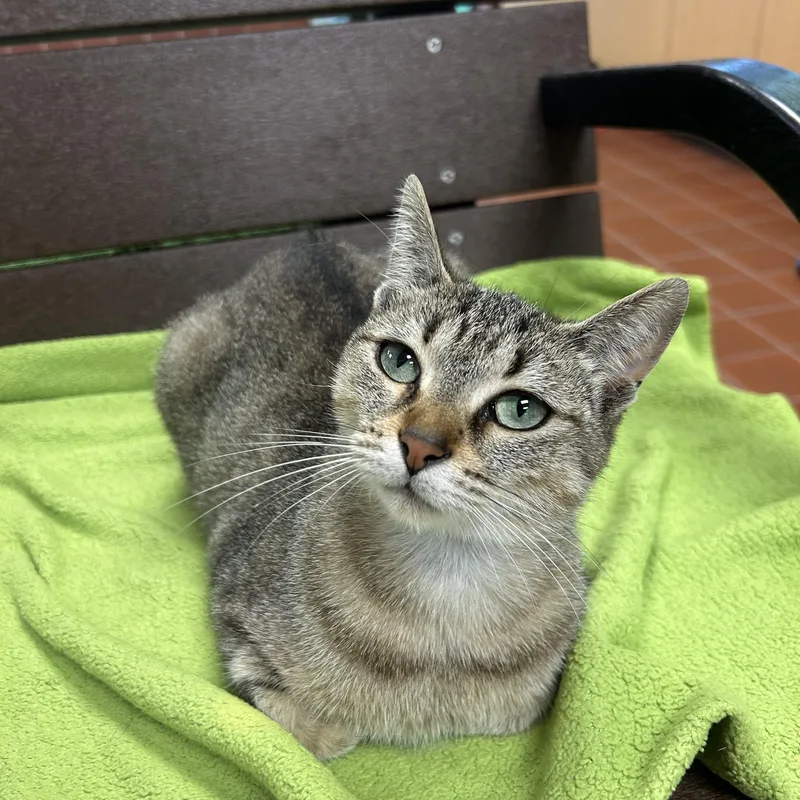 An adult medium-sized female Torbie Domestic Short Hair cat named Cleo for adoption in Battle Creek, MI