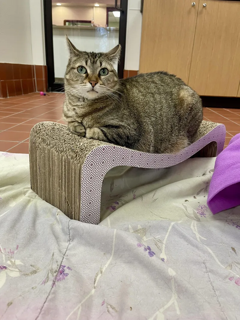 Cleo thumbnail 3