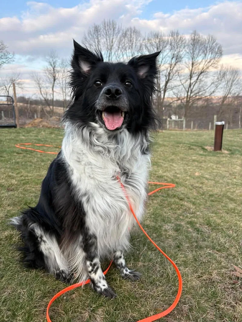 An adult medium-sized male Black Border Collie dog named Ollie for adoption in Culpeper, VA