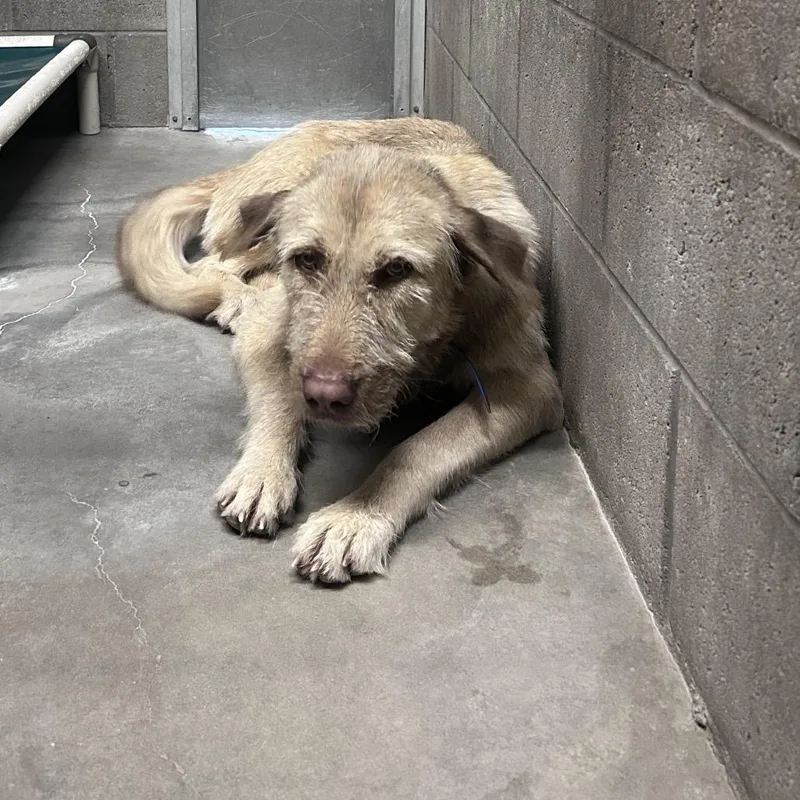 An adult large-sized male Yellow / Tan / Blond / Fawn Mixed Breed dog named Canelo for adoption in Yuma, AZ