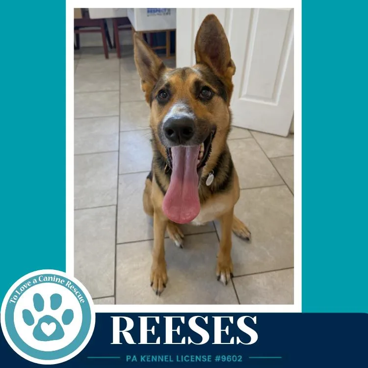 An adult large-sized male Brown / Chocolate German Shepherd Dog dog named Reeses for adoption in Kimberton, PA