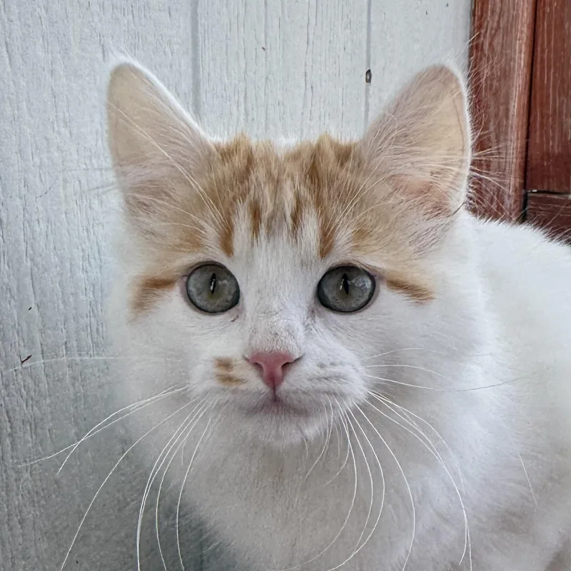 A baby medium-sized female Domestic Short Hair cat named Curly for adoption in Auburn, NE