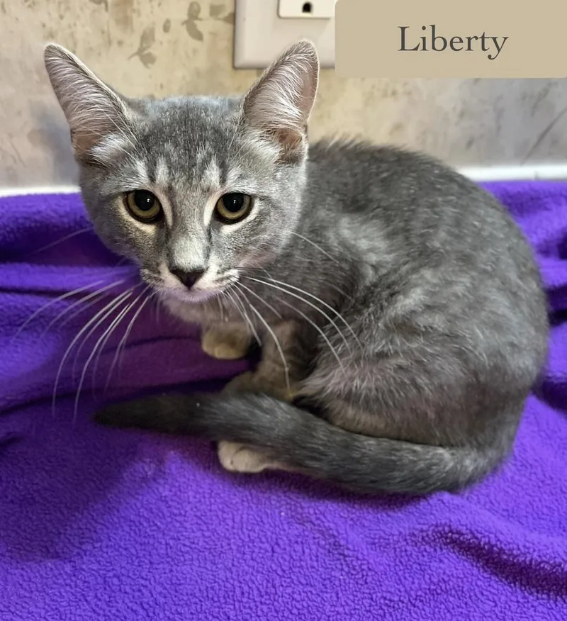 A baby small-sized female Gray & White Domestic Short Hair cat named Liberty for adoption in Chalfont, PA