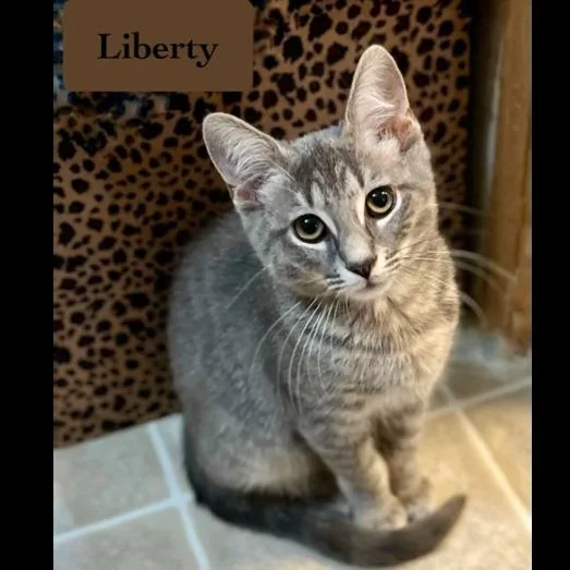 Liberty thumbnail 2