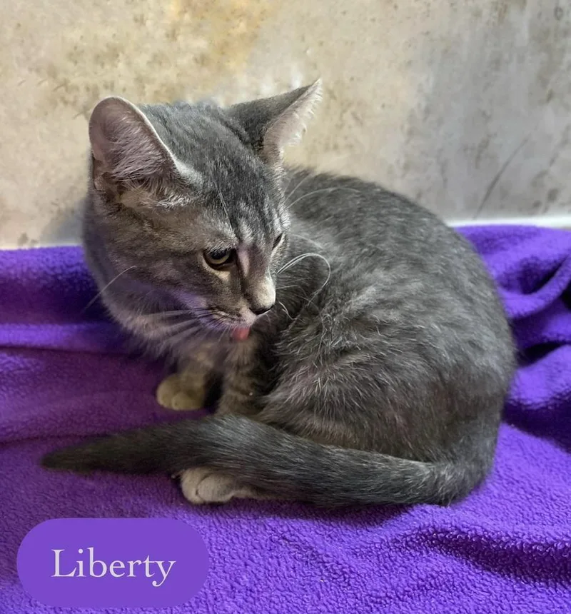 Liberty thumbnail 3