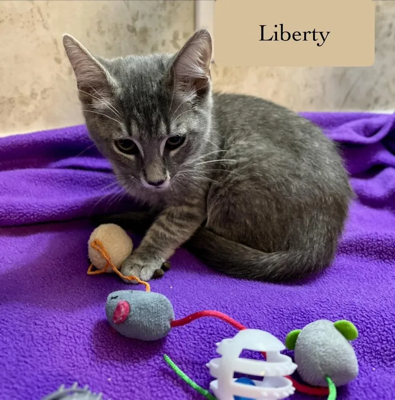 Liberty thumbnail 4