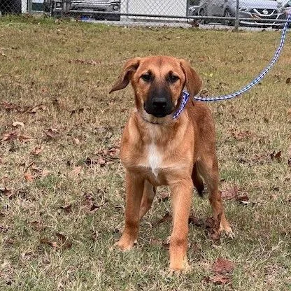 A baby medium-sized female Shepherd dog named Rain for adoption in Bartlett, TN