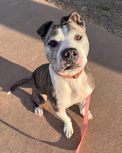 A senior large-sized male Brown / Chocolate Pit Bull Terrier dog named Horton for adoption in Kansas City, MO
