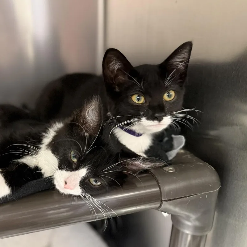 A baby small-sized female Black Domestic Short Hair cat named Skittles for adoption in Falls Church, VA
