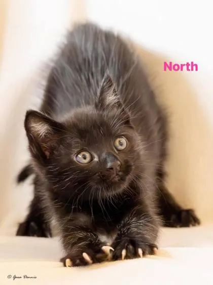 A baby small-sized female Domestic Short Hair cat named North for adoption in Roseville, CA