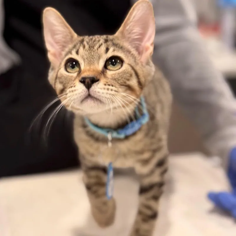 A young small-sized male Brown / Chocolate Domestic Short Hair cat named Swain for adoption in Tucson, AZ