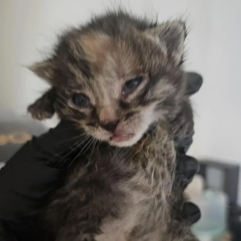 Canarygrass thumbnail 2