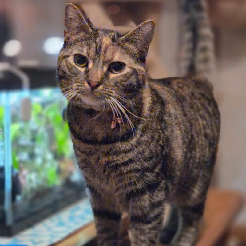 Canarygrass thumbnail 3