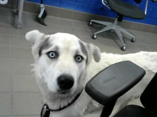 An adult medium-sized male Husky dog named Robin for adoption in Albuquerque, NM