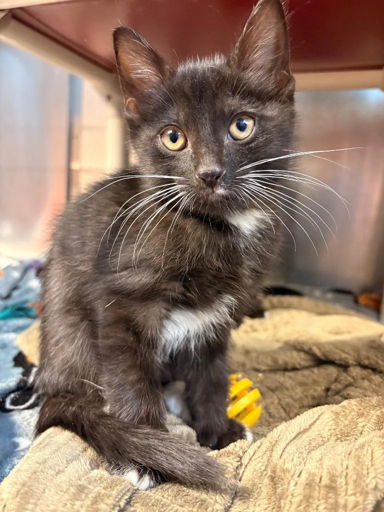 A baby large-sized male Domestic Short Hair cat named Travelin Man for adoption in Detroit, MI