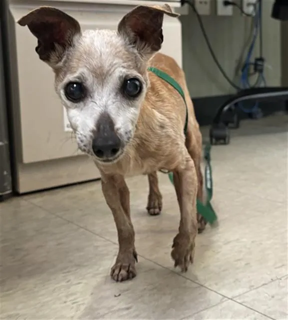 A senior small-sized female Chihuahua dog named Fiona A VIP for adoption in Plano, TX