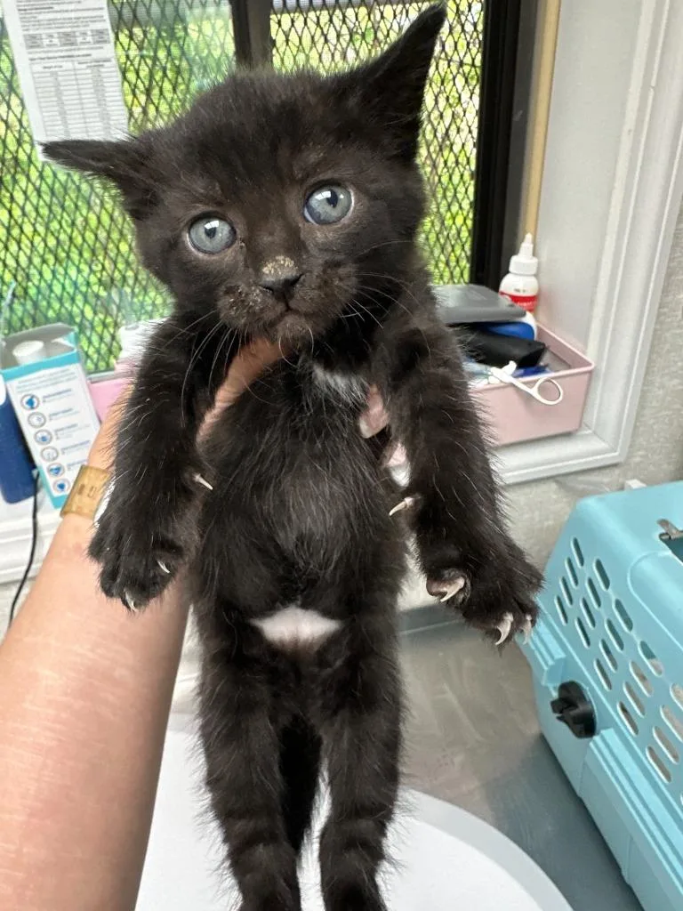 A baby medium-sized female Domestic Short Hair cat named Parsley for adoption in Pomona, NY