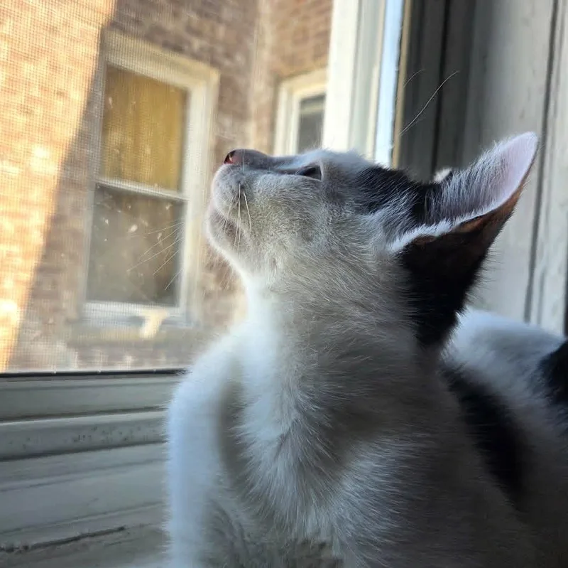A baby medium-sized male White Domestic Short Hair cat named Jareth for adoption in Brooklyn, NY
