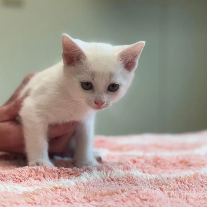 A baby small-sized female White Domestic Short Hair cat named Mingming for adoption in Mebane, NC
