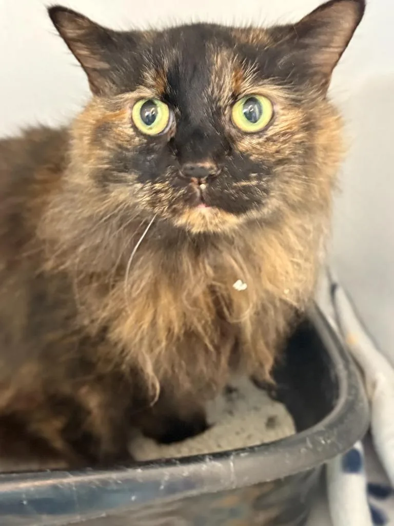 A senior medium-sized female Domestic Short Hair cat named Peppa for adoption in New Kensington, PA
