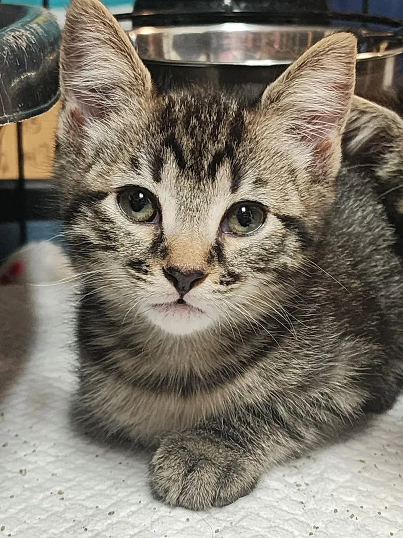 A baby medium-sized female Domestic Short Hair cat named Monroe for adoption in Gettysburg, PA