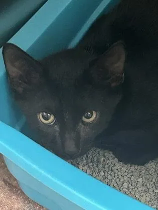 A baby medium-sized female Domestic Short Hair cat named Wednesday for adoption in Picayune, MS