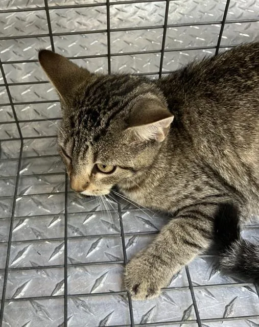 A young large-sized female Domestic Short Hair cat named Jackie for adoption in Dallas, TX
