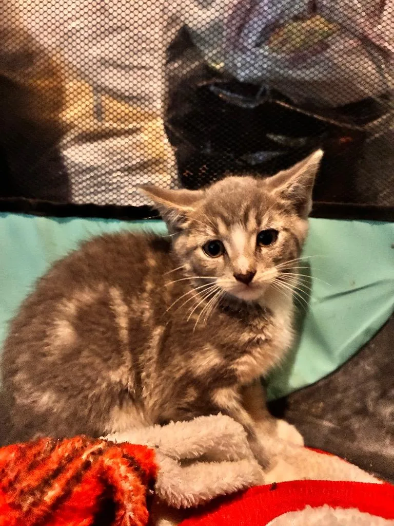A baby small-sized male American Shorthair cat named Oscar for adoption in Hagaman, NY