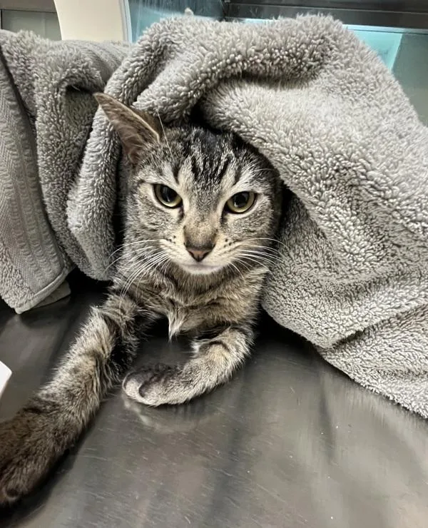 A young small-sized female Domestic Short Hair cat named Zumba for adoption in Stratham, NH