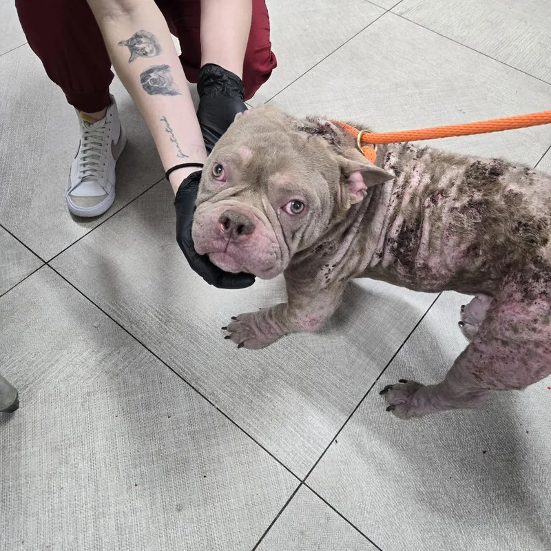 An adult medium-sized male Yellow / Tan / Blond / Fawn French Bulldog dog named Wade for adoption in Newark, NJ