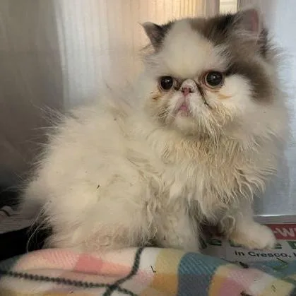 An adult medium-sized female White Persian cat named Duchess for adoption in Rochester, MN