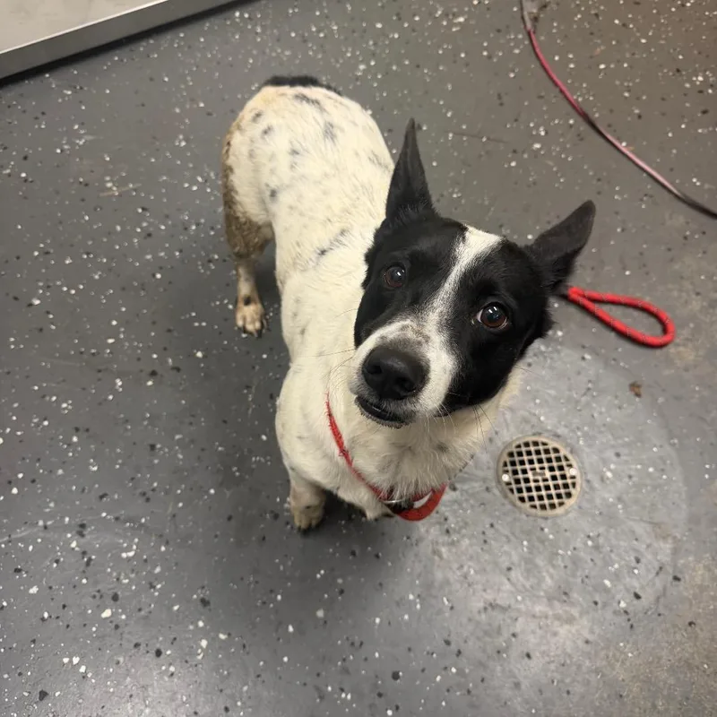 An adult medium-sized male Mixed Breed dog named Chef for adoption in Columbiana, AL