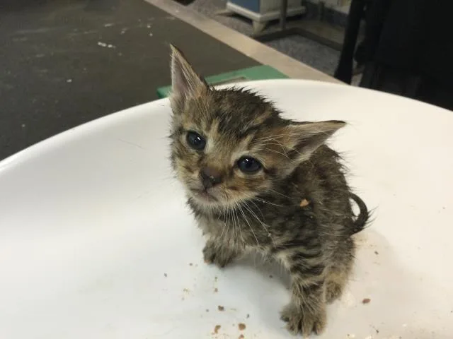 A baby small-sized male Domestic Short Hair cat named Pad Thai for adoption in Thousand Palms, CA