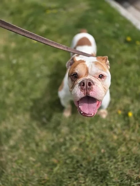 An adult medium-sized male English Bulldog dog named Earl for adoption in Ogden, UT